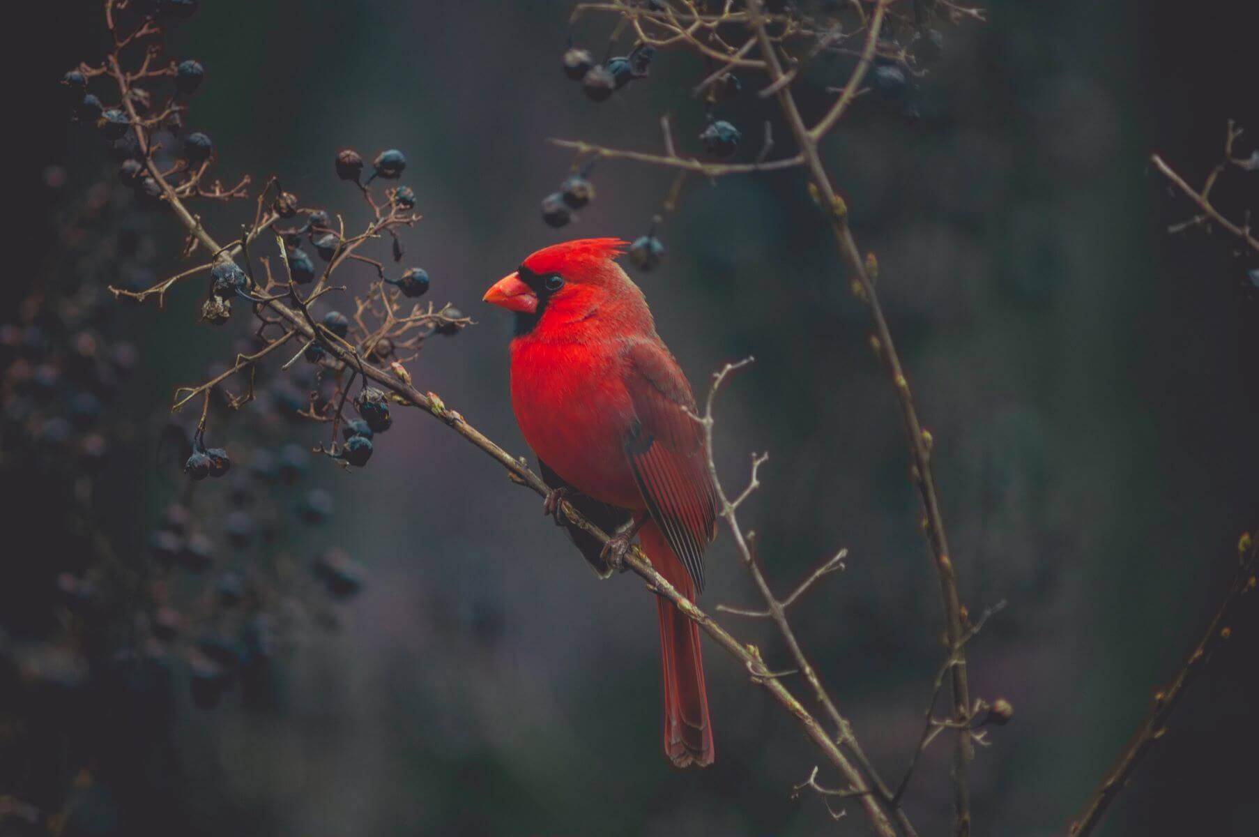 red bird on tree