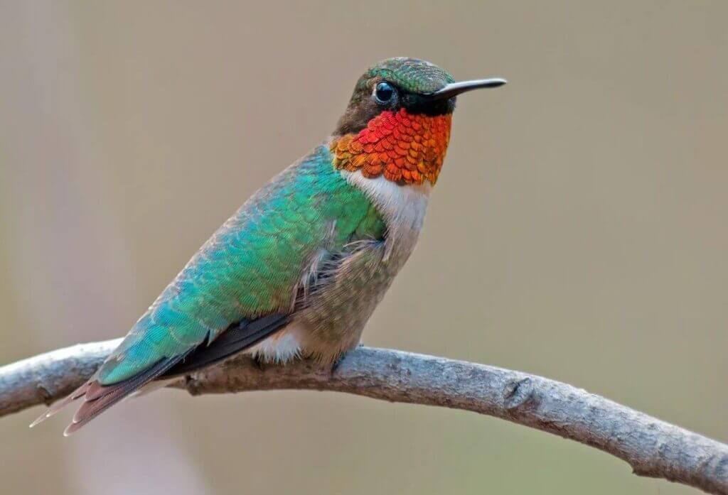 ruby throated hummingbird