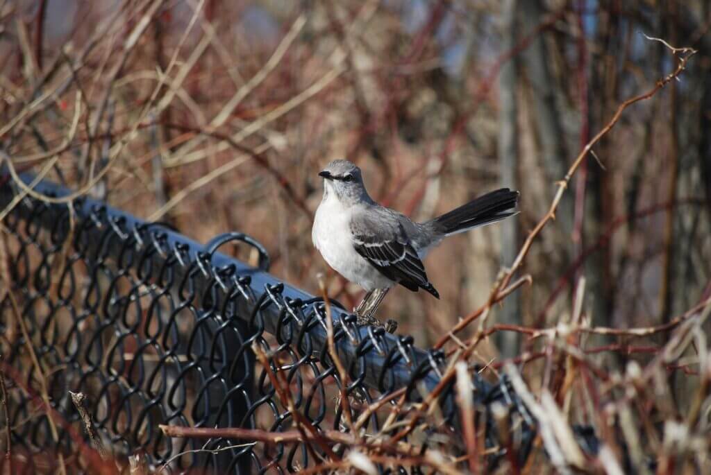 a northern mockingbird on a chain link fence