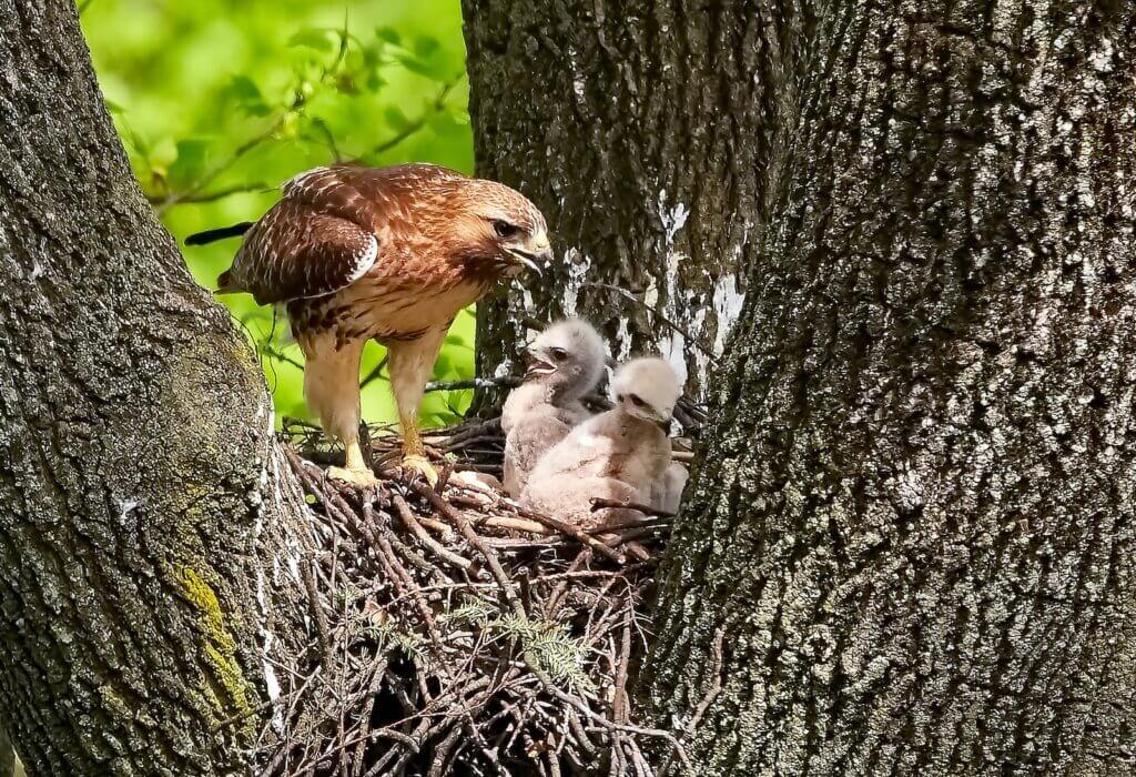 an eagle and two eaglets in nest
