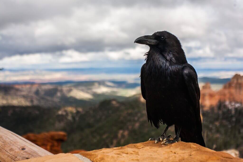 black raven on brown rock