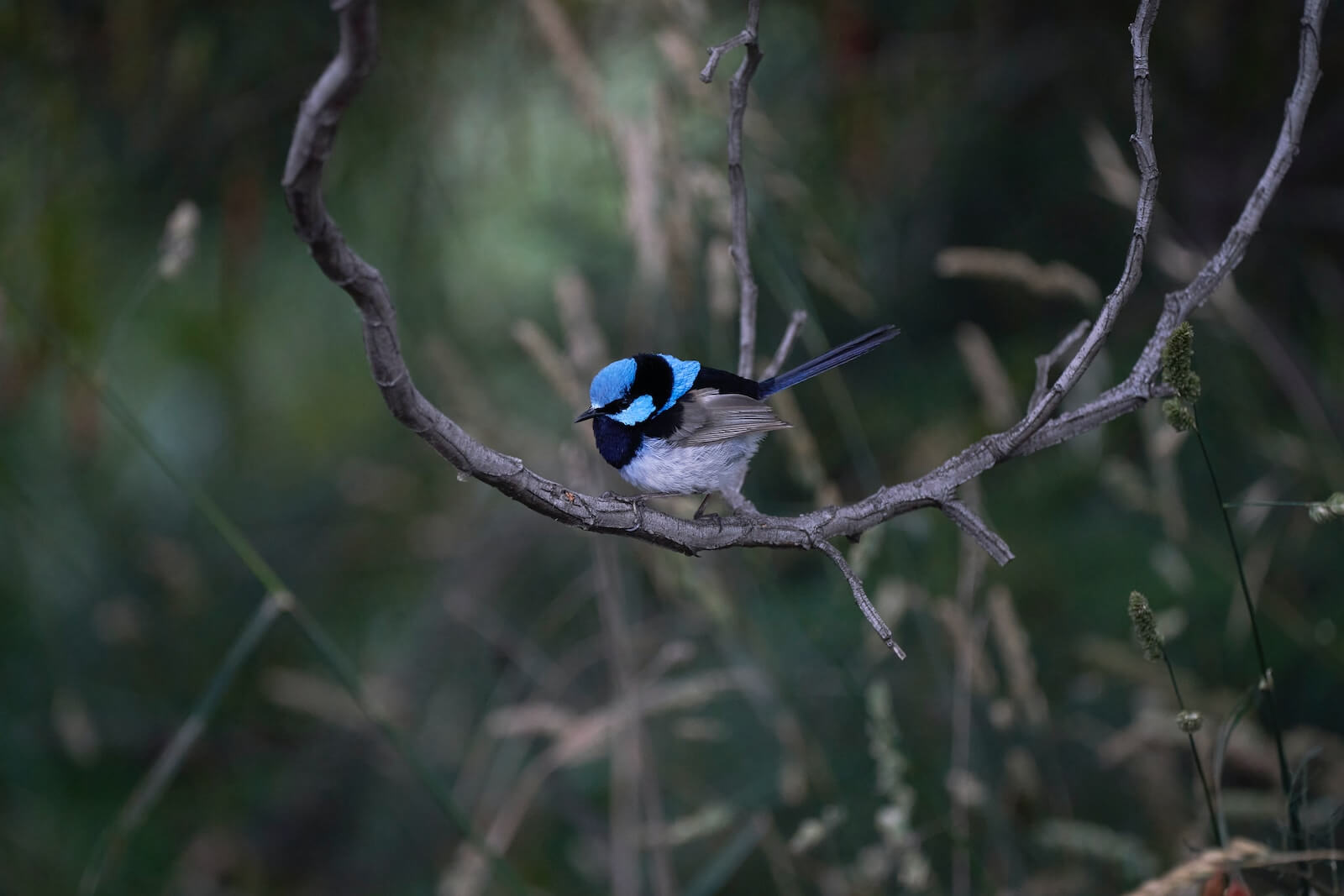 a blue and white fairy wrens sitting on a tree branch