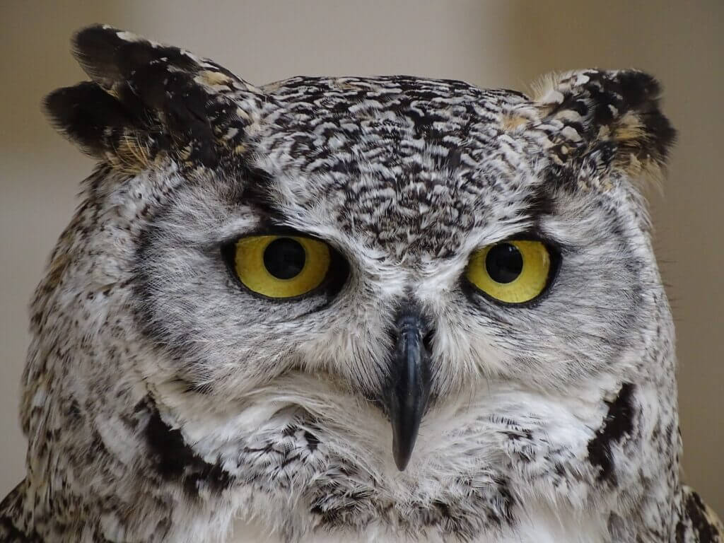 white and black great horned owl